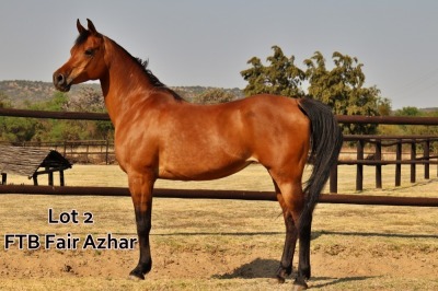 1 x ARABIAN MARE FTB Fair Azhar