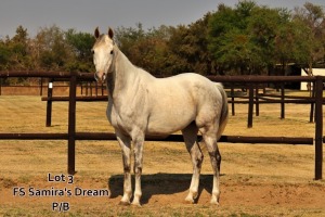 1 x ARABIAN GELDING FTB Samira s Dream