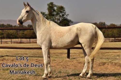 1 x ARABIAN GELDING Cavalo&rsquo;s de Deus Marrakesh
