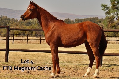 1 x ARABIAN GELDING FTB Magnum Cache