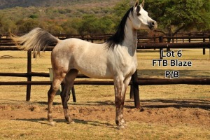 1 x ARABIAN MARE FTB Blaze – Partbred Mare