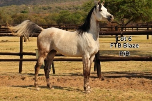 1 x ARABIAN MARE FTB Blaze &ndash; Partbred Mare