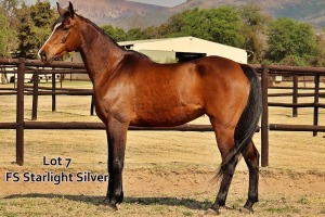 1 x ARABIAN MARE FS Starlight Silver