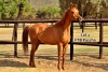 1 x ARABIAN MARE FTB Pascha