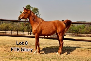 1 x ARABIAN MARE FTB Glory