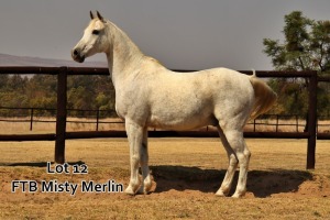 1 x ARABIAN GELDING FTB Misty Merlin