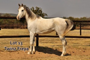 1 x ARABIAN MARE Twinz Freya