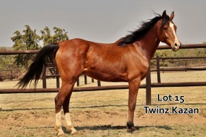 1 x ARABIAN GELDING Twinz Kazan