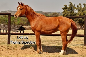 1 x ARABIAN GELDING Twinz Spectre