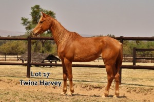 1 x ARABIAN GELDING Twinz Harvey