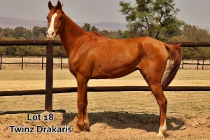 1 x ARABIAN GELDING Twinz Drakaris