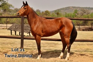 1 x ARABIAN MARE Twinz Donna