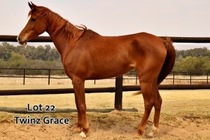 1 x ARABIAN MARE Twinz Grace