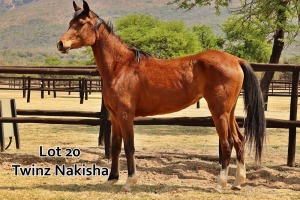 1 x ARABIAN MARE Twinz Nakisha