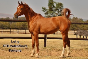 1 x ARABIAN MARE FTB Valentino’s Fortune