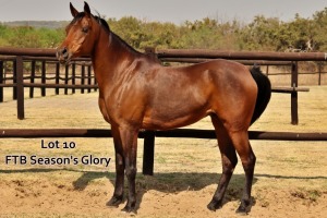 1 x ARABIAN MARE FTB Seasons Glory