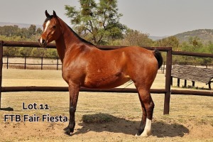 1 x ARABIAN MARE FTB Fair Fiesta