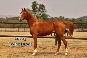 1 x ARABIAN GELDING Twinz Droga