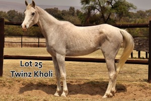 1 x ARABIAN GELDING Twinz Kholi