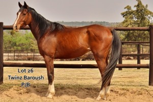 1 x ARABIAN GELDING Twinz Baroush