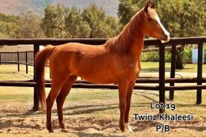 1 x ARABIAN MARE Twinz Khaleesi