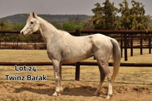 1 x ARABIAN GELDING Twinz Barak