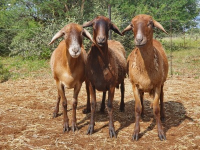 LOT 132 3X MEATMASTER OOIE/EWE THABA MEATMASTERS(PER STUK OM LOT TE NEEM/PER PIECE TO TAKE THE LOT)