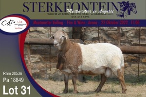 LOT 31 1X MEATMASTER RAM STERKONTEIN MEATMASTERS