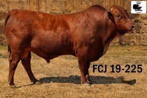 1X BONSMARA BULL JOUBA