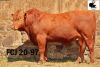 1X BONSMARA BULL JOUBA