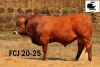 1X BONSMARA BULL JOUBA