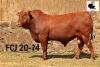 1X BONSMARA BULL JOUBA