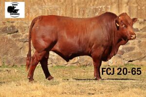 1X BONSMARA BULL JOUBA