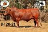 1X BONSMARA BULL SPRINGBOKSPRUIT