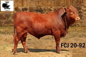 1X BONSMARA BULL JOUBA