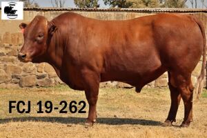 1X BONSMARA BULL JOUBA