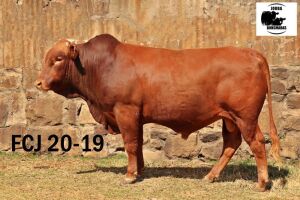 1X BONSMARA BULL JOUBA