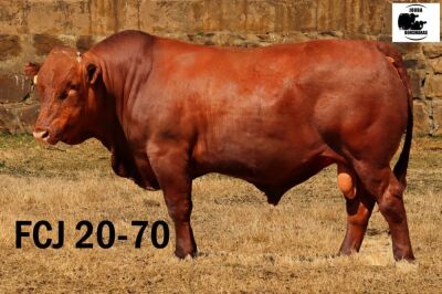 1X BONSMARA BULL JOUBA