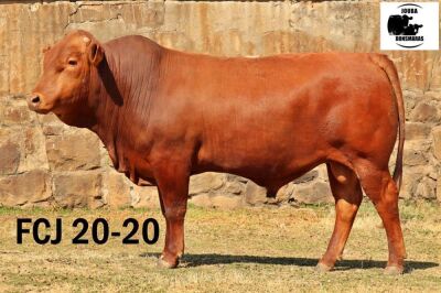 1X BONSMARA BULL JOUBA