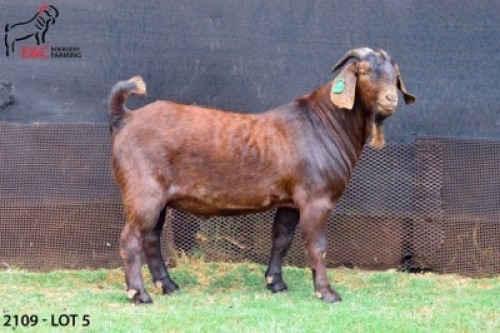 1X KALAHARI RED FLOCK BUCK E & C BOERDERY