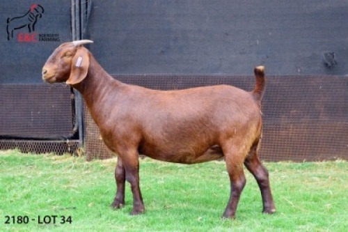 1X KALAHARI RED PS DOE E & C BOERDERY