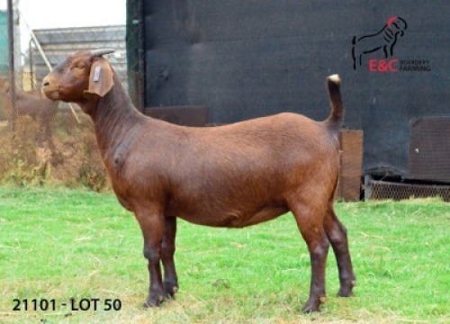 1X KALAHARI RED PS DOE E & C BOERDERY