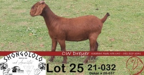 1X KALAHARI RED STUD DOE CW DREYER KALAHARI REDS