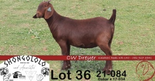 1X KALAHARI RED FLOCK DOE CW DREYER KALAHARI REDS