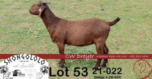 1X KALAHARI RED FLOCK DOE CW DREYER KALAHARI REDS