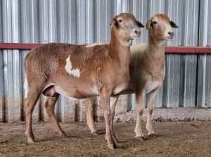 LOT 55 2X MEATMASTER KUDDE OOI/EWE DIRK STEENKAMP MEATMASTERS (PAY PER PIECE TO TAKE THE LOT)