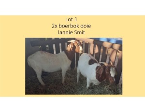 1X Boerbok OOI/EWE Jannie Smit