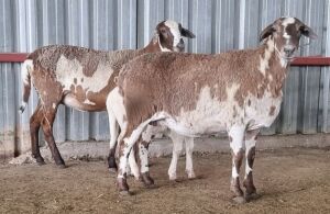 LOT 142 2+1 X MEATMASTER FLOCK OOI/EWE DIRK STEENKAMP MEATMASTERS (PAY PER PIECE TO TAKE THE LOT)