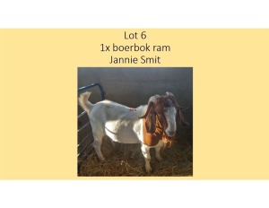 1X Boerbok RAM Jannie Smit