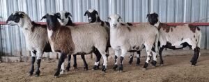 LOT 145 6X MEATMASTER FLOCK OOI/EWE STERKONTEIN MEATMASTERS (PAY PER PIECE TO TAKE THE LOT)